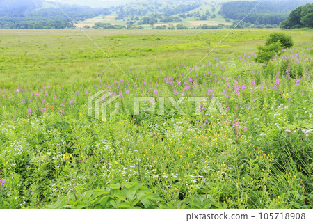 Summer Yashima Marsh with alpine plants in full bloom Summer Yashima Marsh with alpine plants in full bloom 105718908