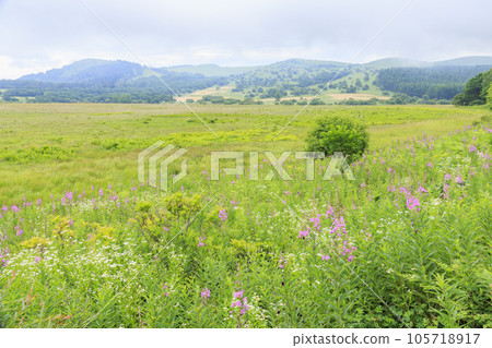 Summer Yashima Marsh with alpine plants in full bloom Summer Yashima Marsh with alpine plants in full bloom 105718917