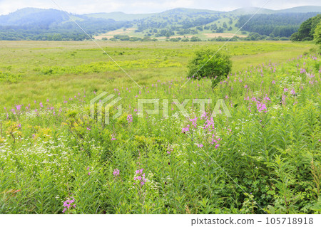 夏天的屋島濕地，高山植物盛開 105718918
