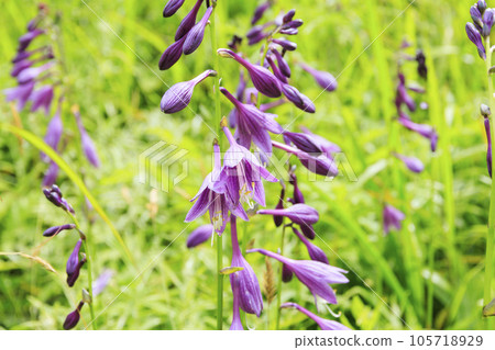 Summer Yashima Marsh with alpine plants in full bloom Summer Yashima Marsh with alpine plants in full bloom 105718929