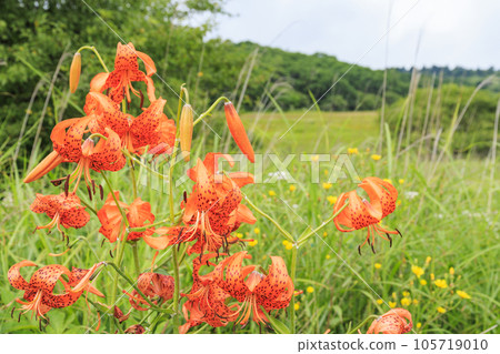 Summer Yashima Marsh with alpine plants in full bloom 105719010
