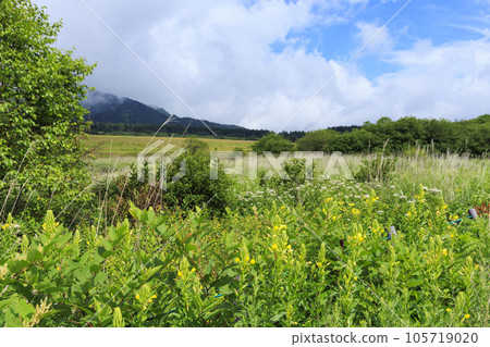 夏天的屋島濕地，高山植物盛開 105719020