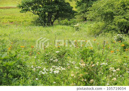 夏天的屋島濕地，高山植物盛開 105719034