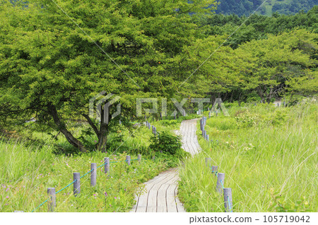 夏天的屋島濕地,高山植物盛開 夏天的屋島濕地,高山植物盛開 105719042