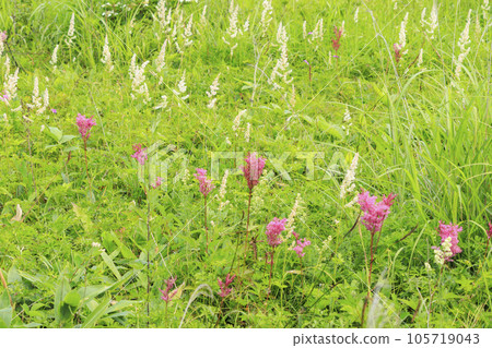 Summer Yashima Marsh with alpine plants in full bloom Summer Yashima Marsh with alpine plants in full bloom 105719043