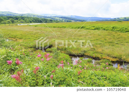 夏天的屋島濕地，高山植物盛開 105719048