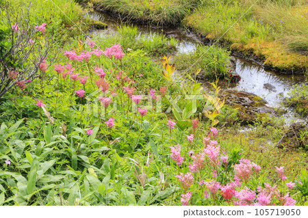 Summer Yashima Marsh with alpine plants in full bloom Summer Yashima Marsh with alpine plants in full bloom 105719050