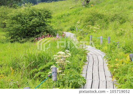 夏天的屋島濕地，高山植物盛開 105719052