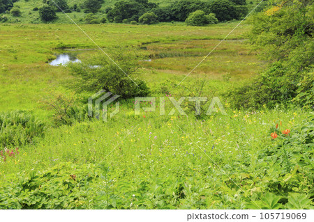 Summer Yashima Marsh with alpine plants in full bloom Summer Yashima Marsh with alpine plants in full bloom 105719069