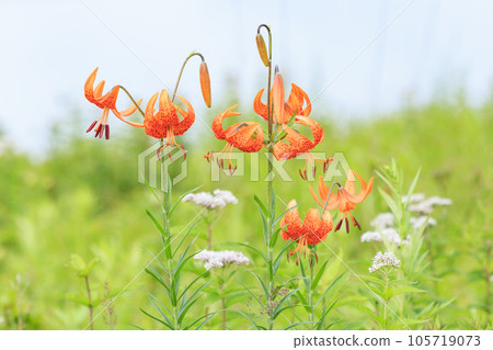 Summer Yashima Marsh with alpine plants in full bloom Summer Yashima Marsh with alpine plants in full bloom 105719073
