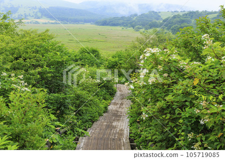 Summer Yashima Marsh with alpine plants in full bloom Summer Yashima Marsh with alpine plants in full bloom 105719085