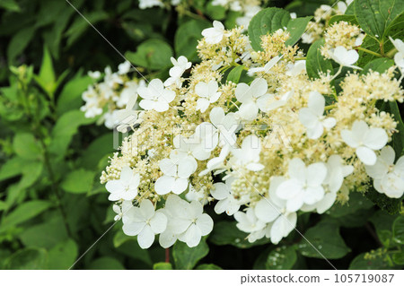 Summer Yashima Marsh with alpine plants in full bloom Summer Yashima Marsh with alpine plants in full bloom 105719087