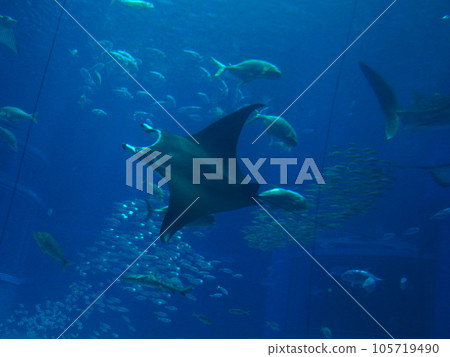 bullnose ray bullnose ray 105719490