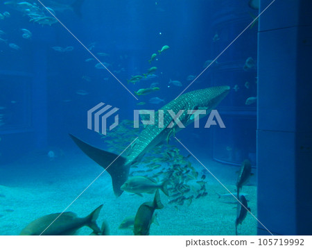 鯨鯊 鯨鯊 105719992