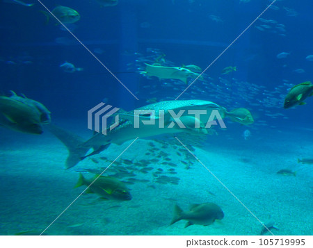 Whale shark Whale shark 105719995