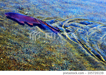 Beautiful swimming and wave pattern of Japanese carp 105720139
