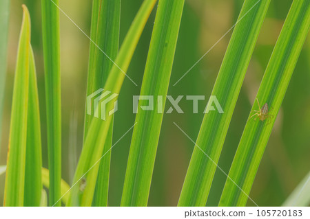 山貓蜘蛛抓住鳶尾葉 105720183