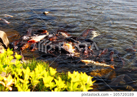 Fun play with carp friends 105720189