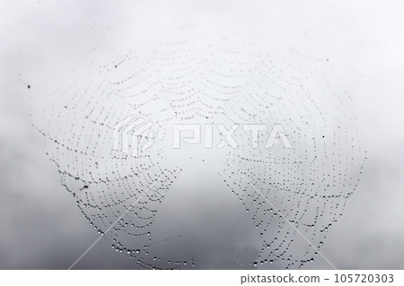 雨後的蜘蛛網圖案 105720303