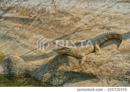 Alligator sunbathing beside a swamp 105720350