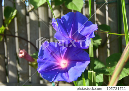 blue morning glory flower 105721711