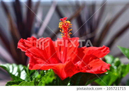 Red hibiscus flower 105721715
