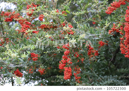 Red fir fruit 105722300