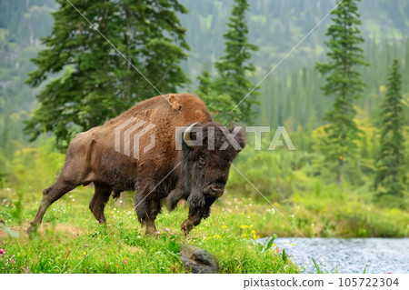 Big bison in the National Park on the shore of a lake Big bison in the National Park on the shore of a lake 105722304