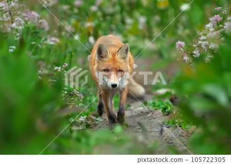Red fox, vulpes vulpes in forest. Wild predators in natural environment. Wildlife scene from nature 105722305