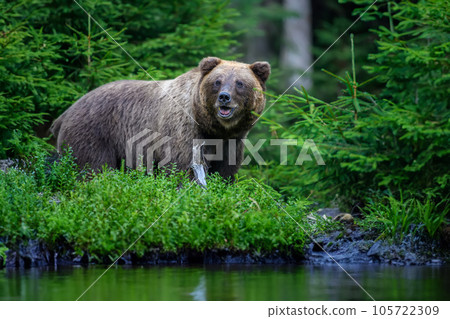 Wild Brown Bear (Ursus Arctos) in the forest on the bank of a river. Animal in natural habitat Wild Brown Bear (Ursus Arctos) in the forest on the bank of a river. Animal in natural habitat 105722309