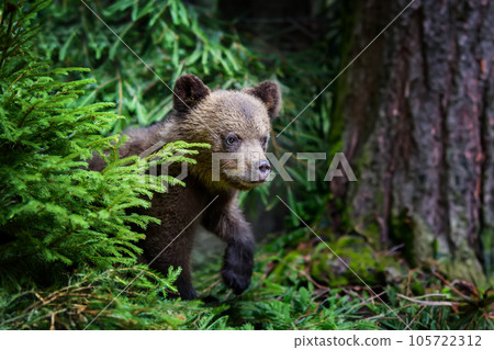Brown bear cub in the forest with pine branch. Wild animal in the nature habitat 105722312