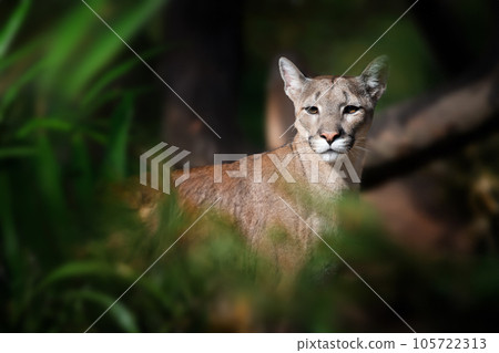 Cougar, mountain lion, puma on dark background 105722313