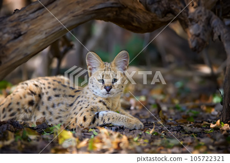 Close young serval cat (Felis serval) 105722321