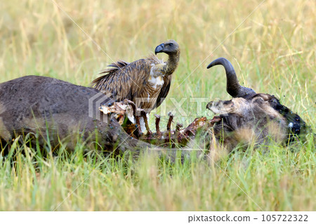 Vulture feeding on a kill wildebeest. Masai Mara National Park, Kenya 105722322