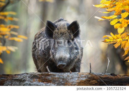 Male Wild boar in autumn forest. Wildlife scene from nature Male Wild boar in autumn forest. Wildlife scene from nature 105722324