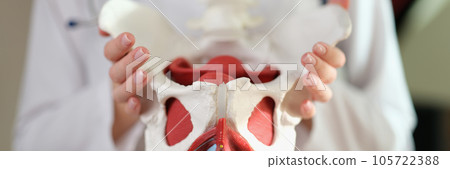 Doctor shows in her hands model of female pelvis with muscles. Doctor shows in her hands model of female pelvis with muscles. 105722388