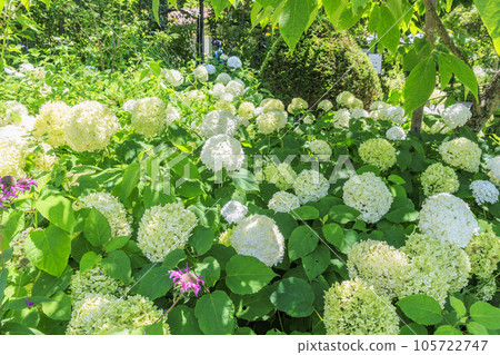 蓼科高原夏季鮮花盛開的 Barakura 英國花園 105722747