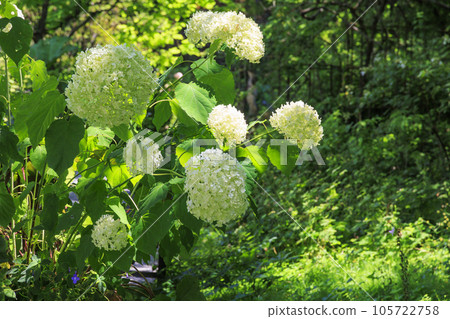 Barakura English Garden, full of summer flowers in Tateshina Kogen 105722758