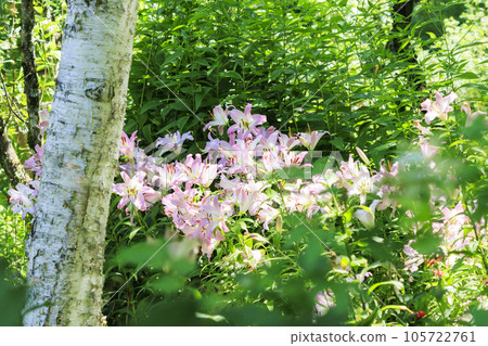 蓼科高原夏季鮮花盛開的 Barakura 英國花園 蓼科高原夏季鮮花盛開的 Barakura 英國花園 105722761