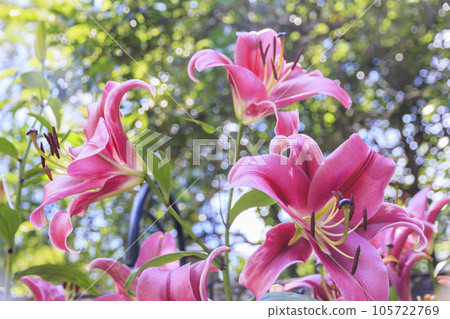 蓼科高原夏季鮮花盛開的 Barakura 英國花園 105722769