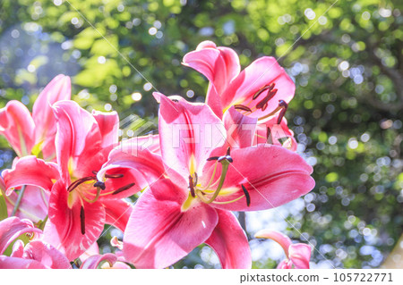 Barakura English Garden, full of summer flowers in Tateshina Kogen 105722771