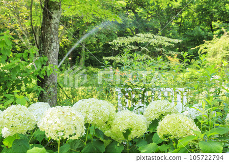 Barakura English Garden, full of summer flowers in Tateshina Kogen Barakura English Garden, full of summer flowers in Tateshina Kogen 105722794