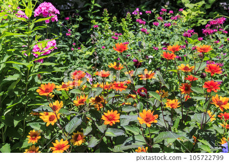 蓼科高原夏季鮮花盛開的 Barakura 英國花園 105722799