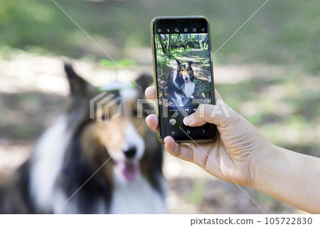 A woman's hand taking a picture of a dog with a Futaba hairpin on her smartphone Sheltie A woman's hand taking a picture of a dog with a Futaba hairpin on her smartphone Sheltie 105722830