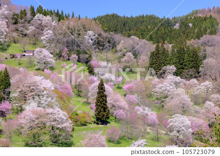 長野縣上野內郡小川村高府：遠眺大山櫻、山櫻、江戶彼岸櫻等二反田櫻花 105723079