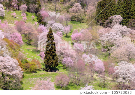長野縣上野內郡小川村高府：遠眺大山櫻、山櫻、江戶彼岸櫻等二反田櫻花 105723083