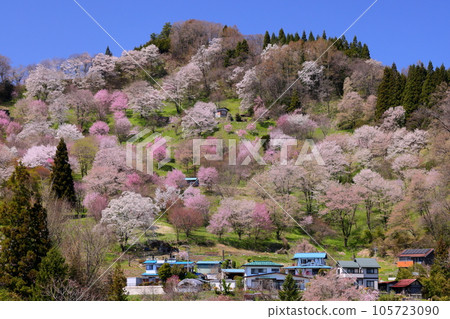 長野縣上野內郡小川村高府:遠眺大山櫻、山櫻、江戶彼岸櫻等二反田櫻花 長野縣上野內郡小川村高府:遠眺大山櫻、山櫻、江戶彼岸櫻等二反田櫻花 105723090