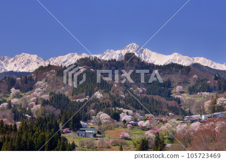 長野縣上野內郡小川村高府 從山上眺望小川村的野櫻花和白雪皚皚的北阿爾卑斯山 長野縣上野內郡小川村高府 從山上眺望小川村的野櫻花和白雪皚皚的北阿爾卑斯山 105723469