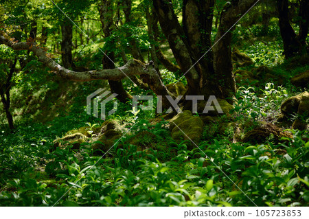 green forest landscape green forest landscape 105723853