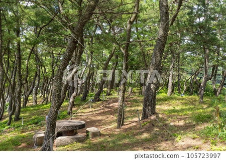 Midsummer shade of tree 105723997